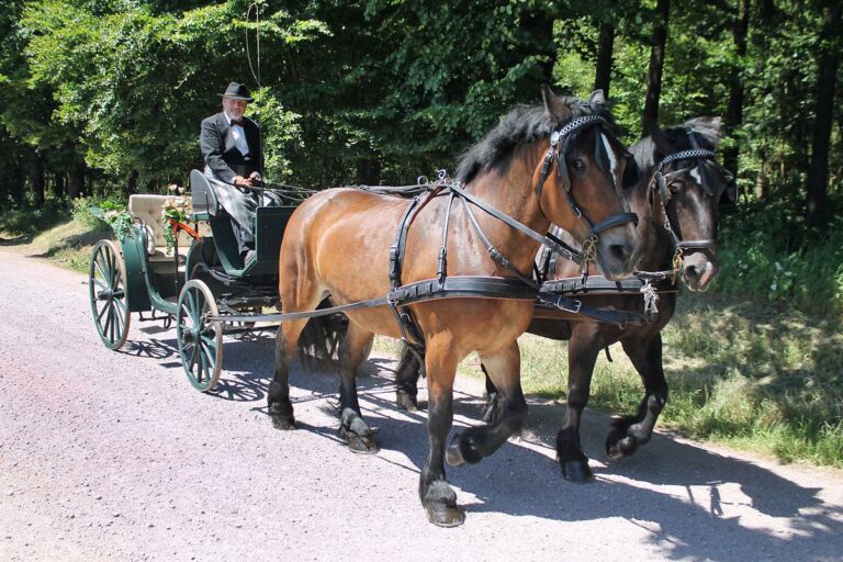 Kutschfahrt in Frauenwald