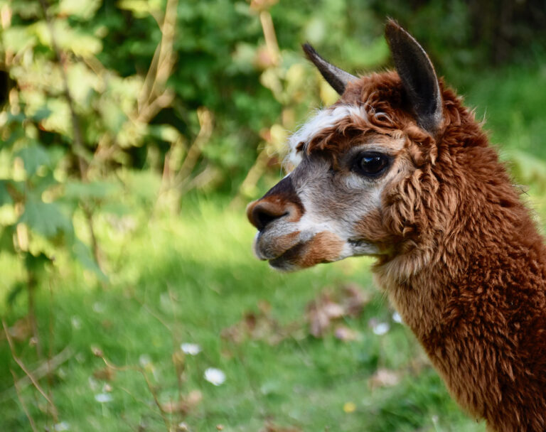 Alpaka
