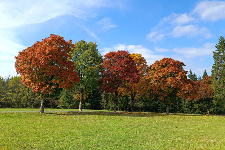 Frauenwald im Herbst