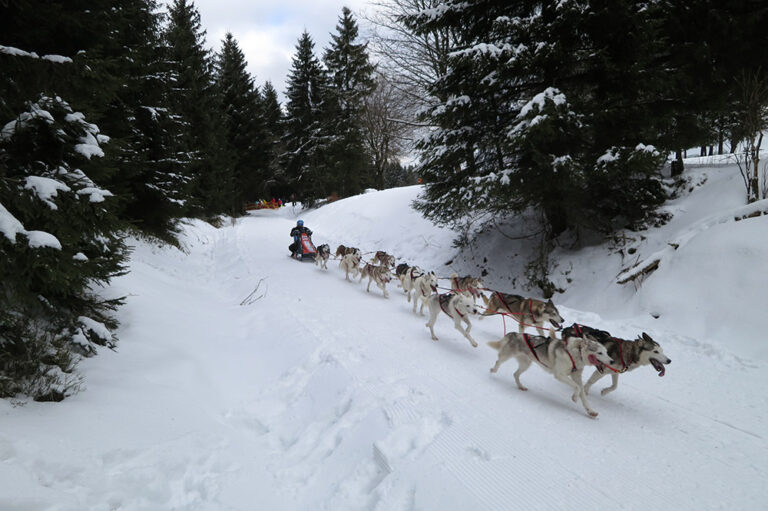 Schlittenhunderennen, Frauenwald