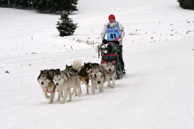 Schlittenhunderennen, Frauenwald