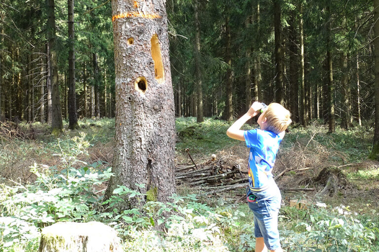 Zwergenpfad, Frauenwald